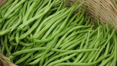 四季豆 棒豆 无筋豆