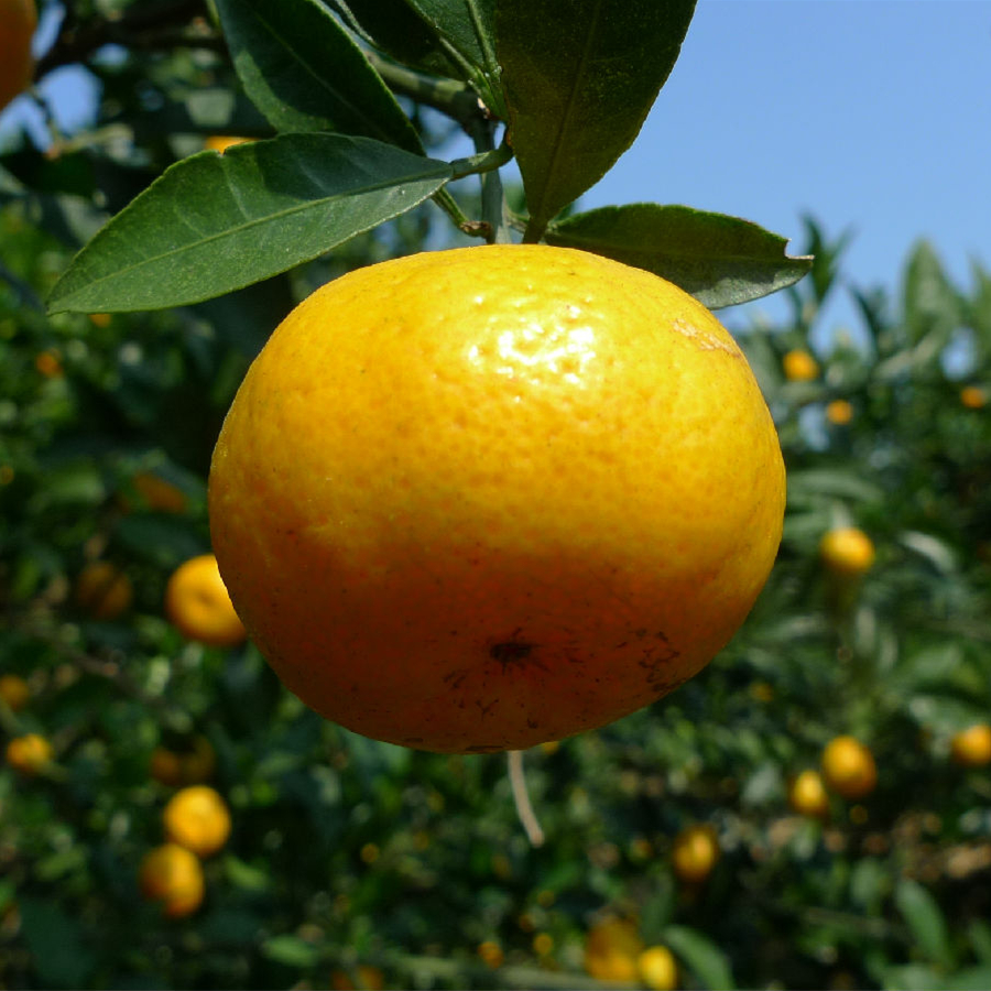 江西赣南蜜桔子橘子酸甜孕妇水果新鲜