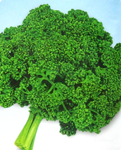 法香【6元/斤】