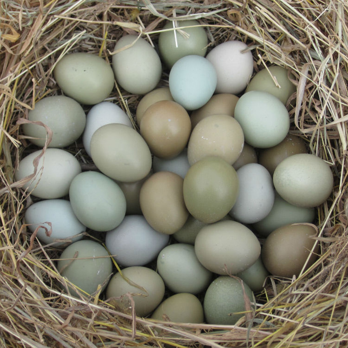 七彩山鸡蛋 (8枚装/盒)150g/枚