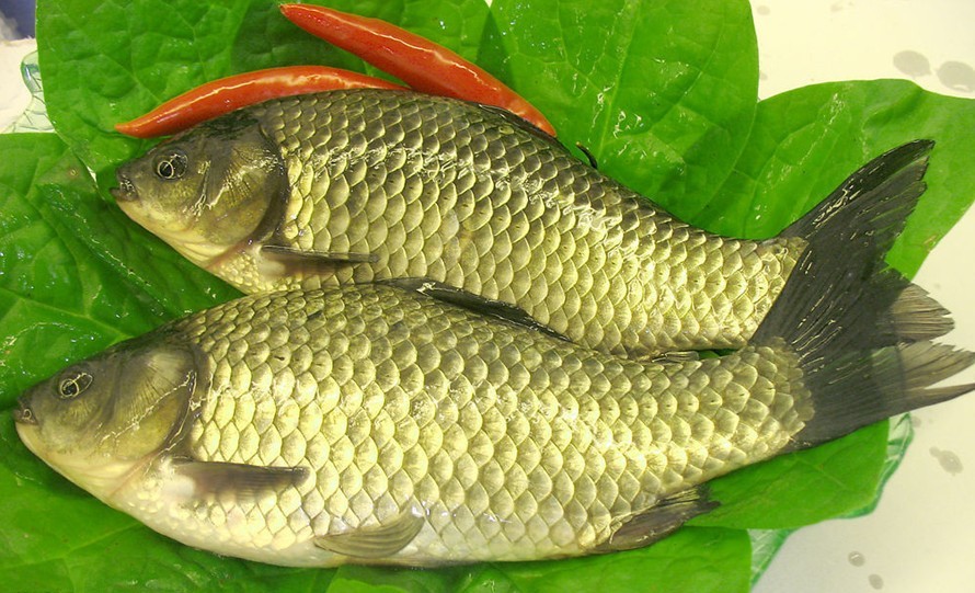 14鲫鱼 - 刘氏正宗长江野生鱼