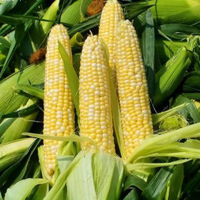 玉米