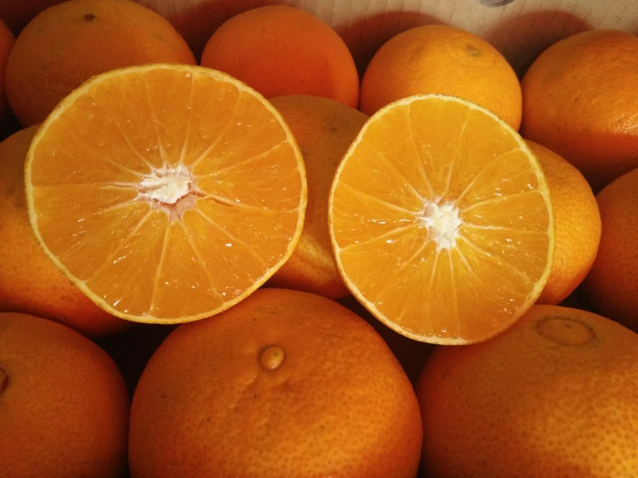 10斤精装送2斤三峡一果 一码的精品橙子现摘多汁的米橙牌脐橙