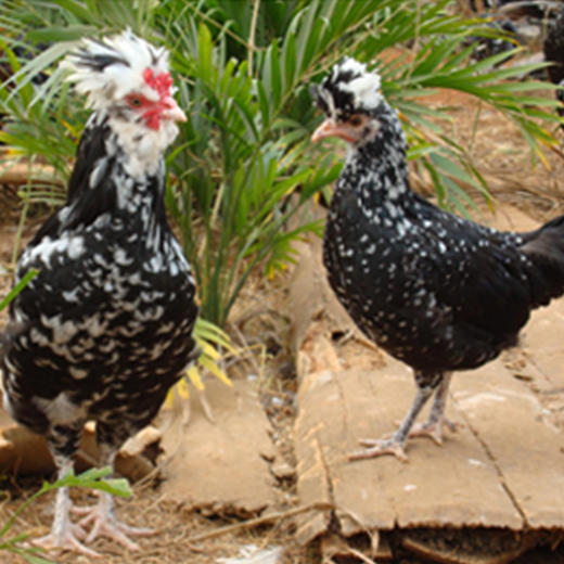 象形雨露扶贫农产品贵妃鸡 商品图3