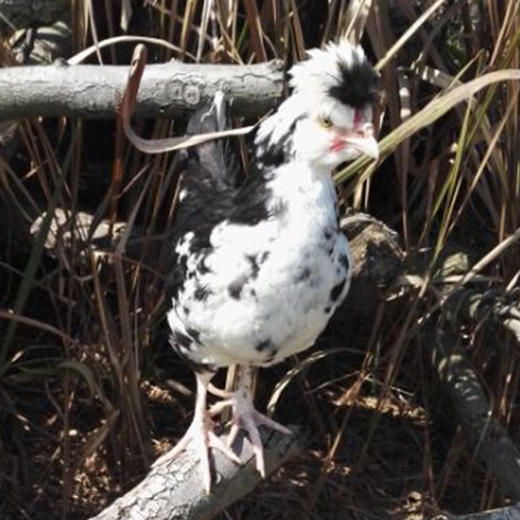 象形雨露扶贫农产品贵妃鸡 商品图1