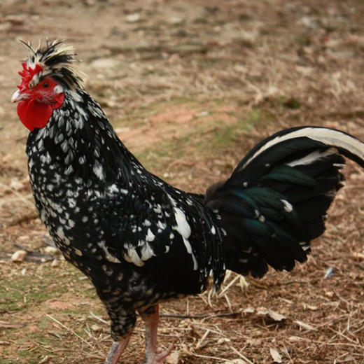 象形雨露扶贫农产品贵妃鸡 商品图4