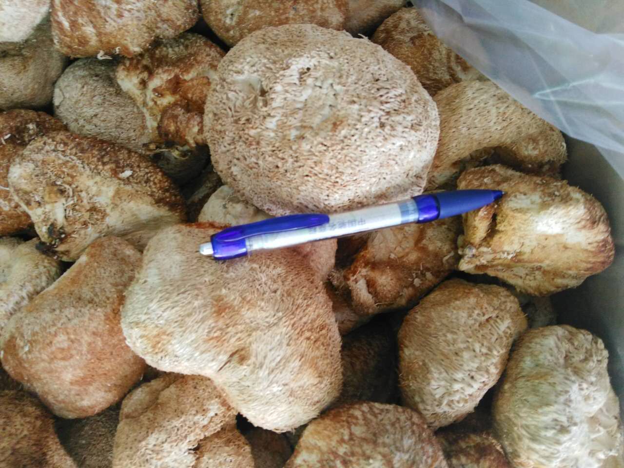 大兴安岭野生大猴头