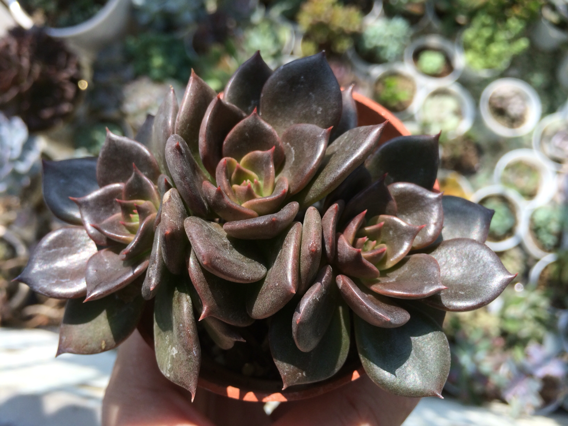 肉肉不二家的黑王子三头老桩一物一拍