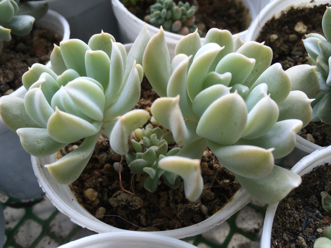 肉肉不二家的特玉莲群生老桩一物一拍