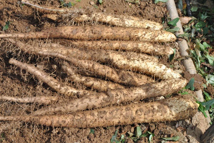 怀山(大)/斤 300-600克/根