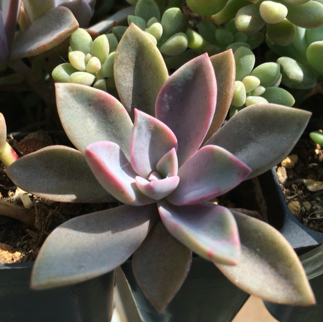 肉肉不二家                         露养的多肉植物,全部为11月