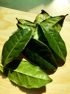 野生神仙茶叶丨安化黑茶(附送山胡椒)