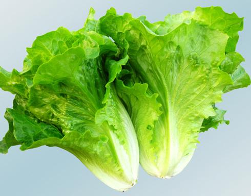 202外地甜口生菜 约500克 商品图0