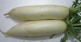 200精选白萝卜 1条 重约1.6-1.8斤