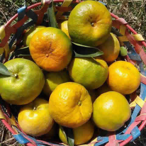 闽南特产 漳州长泰芦柑 非永春芦柑 8斤【包邮】