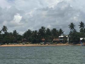 幽兰－普通商品