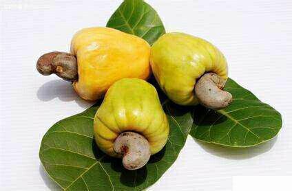 腰果---营养新标杆,养生好选择.