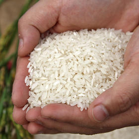 浙江庆元原生态高山精品特级月山农家自产有机 一年一作大米5斤装