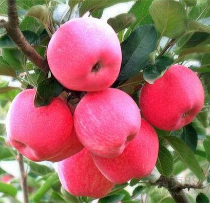 高原圣果 12枚装