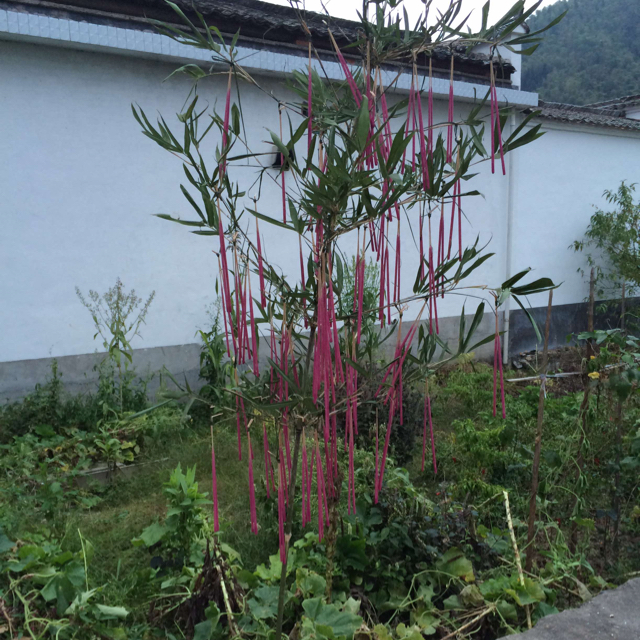 休闲零食 江昌盛