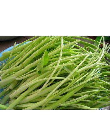 新鲜空心菜梗250g(日价)