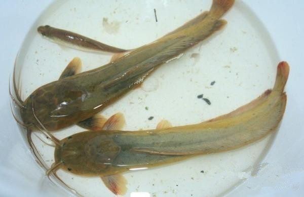 土塘鲺,预定商品,价格和重量以预定为准,仅限四会市区内配送