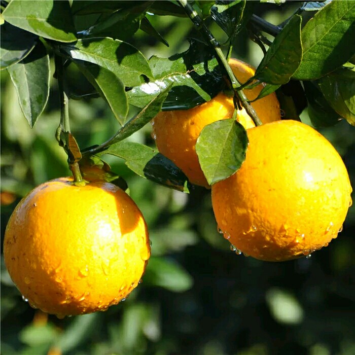 湖南永兴涌水罐冰糖橙纯甜不上火5斤包邮