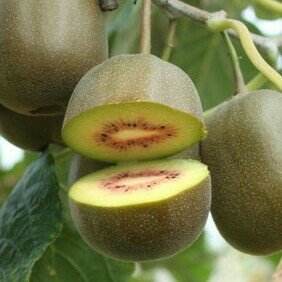 红心猕猴桃是新品种,属中华猕猴桃中的红肉猕猴桃变种,是特早熟红心