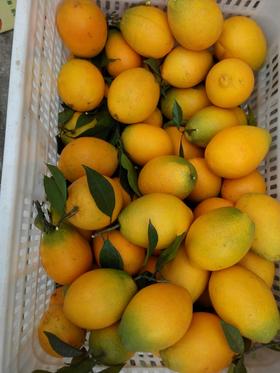 江西赣南脐橙新品纳福里娜标果20斤