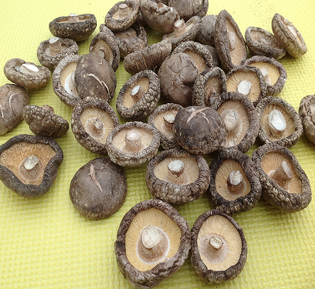 泌阳茶花菇 最适宜季节产出 质地最好 易于浸泡 抗癌佳品 250克每袋