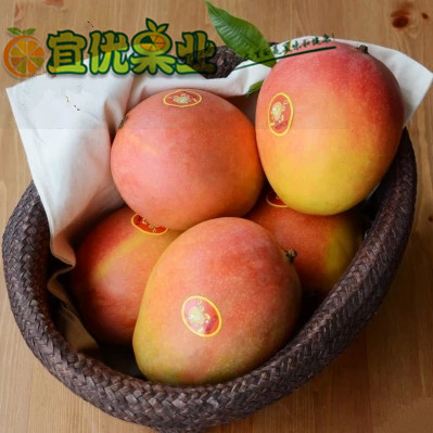 正宗国产澳芒 9.9一斤