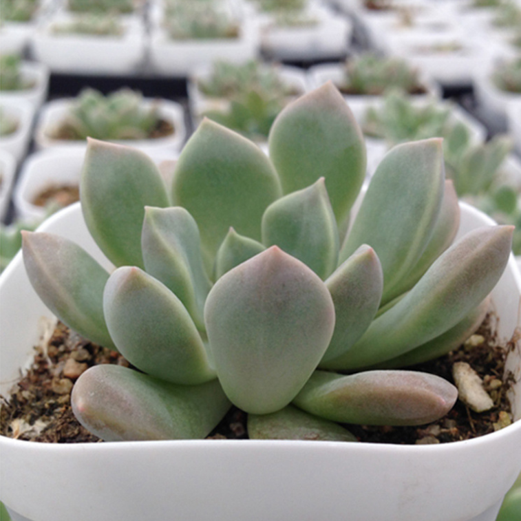 卵石 多肉植物 办公室内花草桌面盆景 肉肉绿植花卉