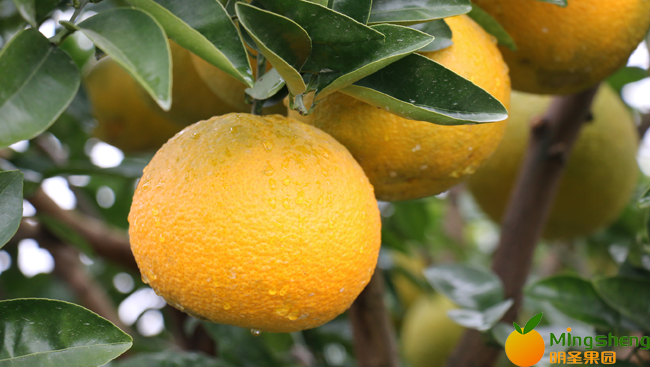 【预售】国庆塘高橙