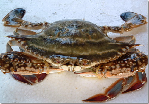 梭子蟹(公)78元/斤