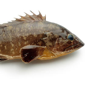 【凯蓉生鲜】鲜石斑鱼