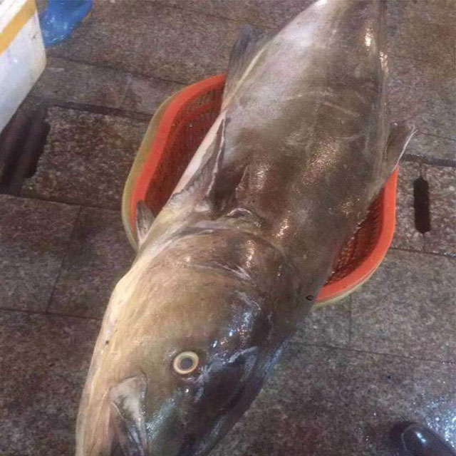 海干草 - 三亚鱼王海鲜