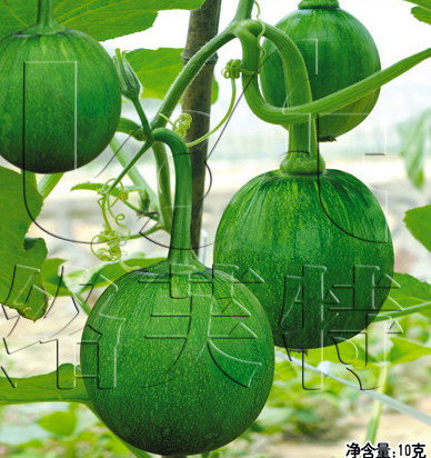青脆 络芙特 鲜食小南瓜种子 深绿高产青皮一串