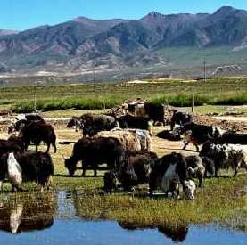 中国消费者校友社区200509