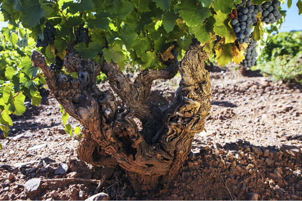 4,老藤出精品,有的葡萄藤长达 100 年