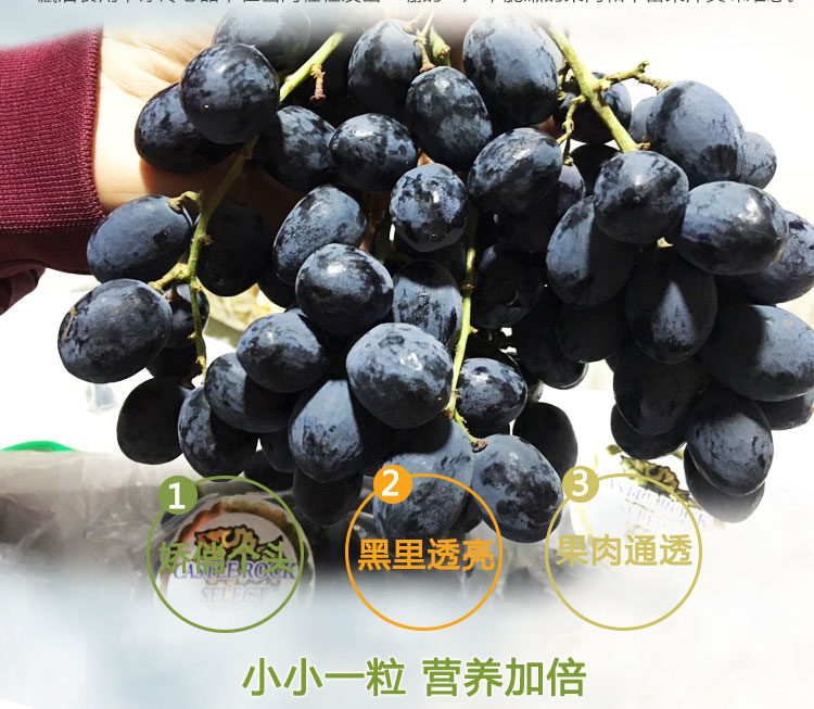 美国无籽黑加仑(xm)