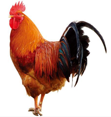 【五星优选-太白雪域高山放养山地公鸡 一只198元】山地放养公鸡 一只