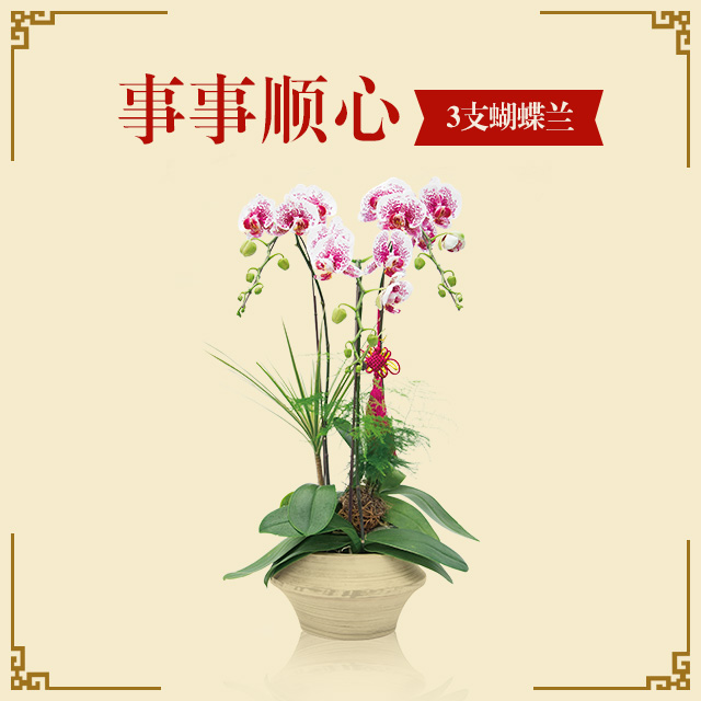 友家年宵花【事事顺心】