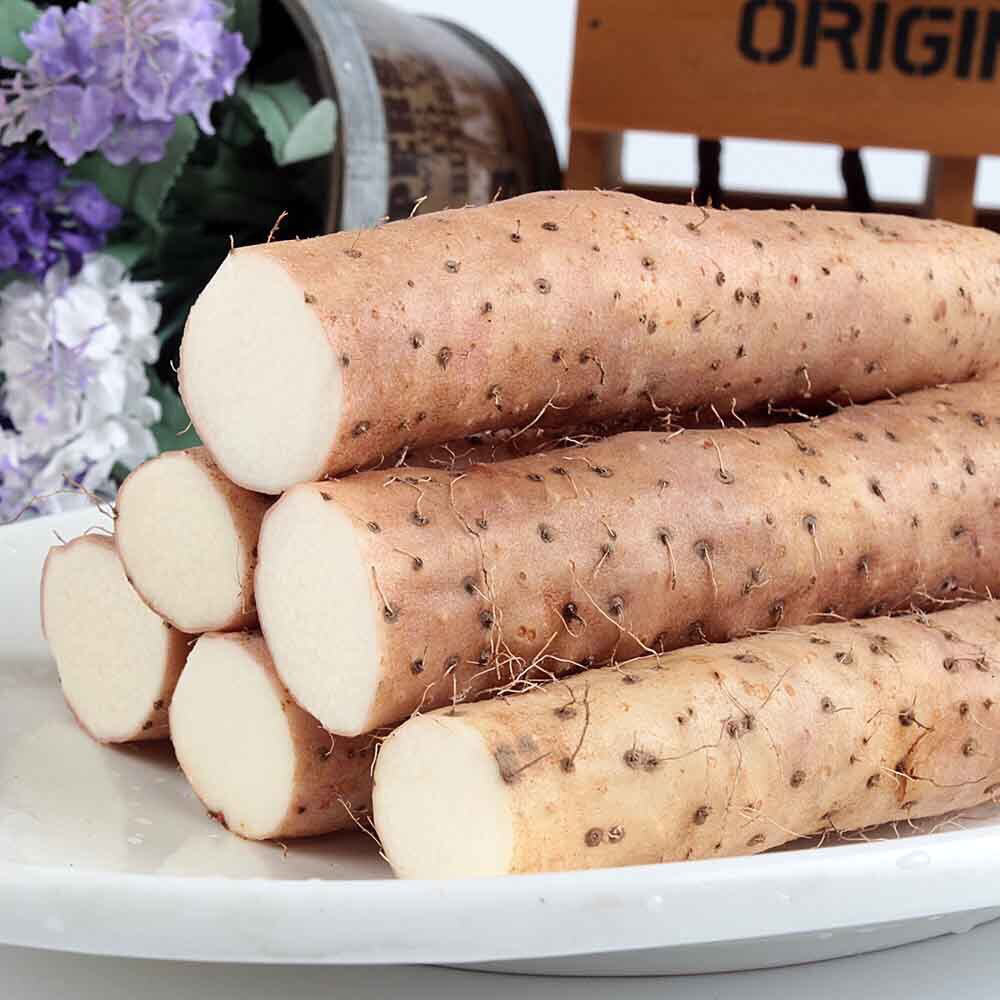 铁棍淮山 - 北京密鑫农业