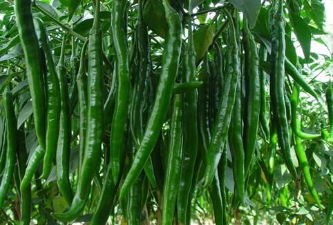 青辣椒 约450-550g