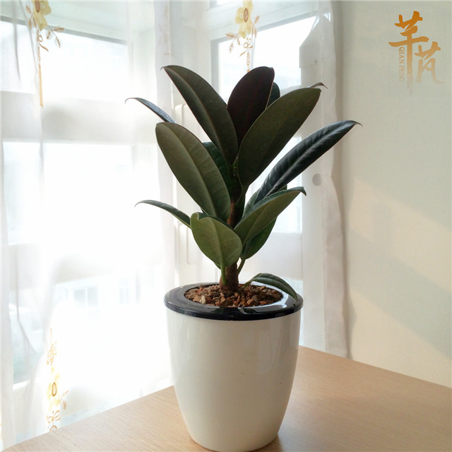 黑金刚 自吸水绿植 懒人植物