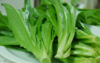 301 油麦菜 500克/份 商品缩略图0