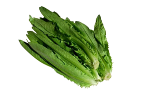 202外地麦菜约500克