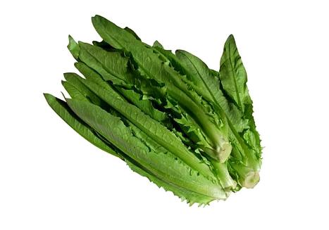 202外地麦菜约500克 商品图0