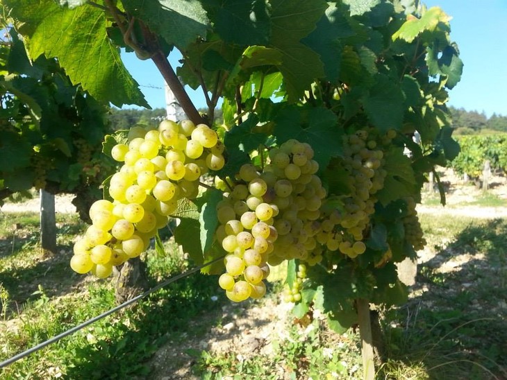 麓美庄园夏布利布朗修特特级葡萄园干白葡萄酒2011