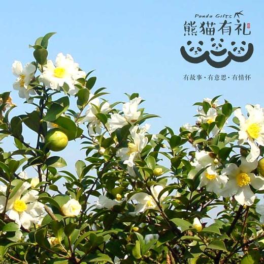 （永久下架）熊猫有礼丨有机山茶油500ML*2 商品图1